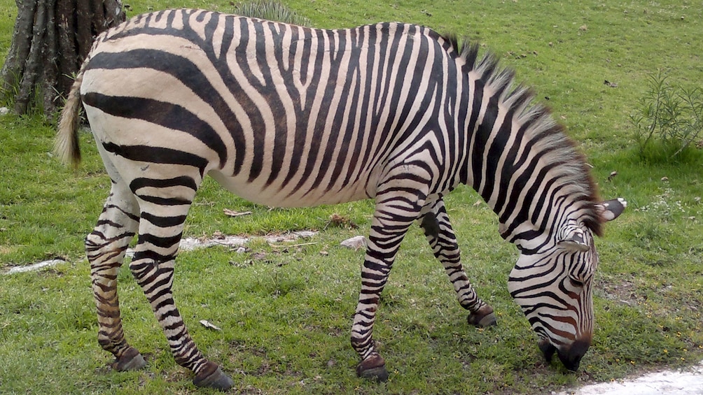 Zebra at the African Safari Zoo in Puebla 