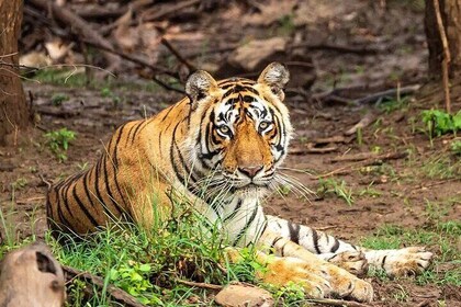 Excursión privada de un día a la reserva de tigres de Ranthambore desde Jai...
