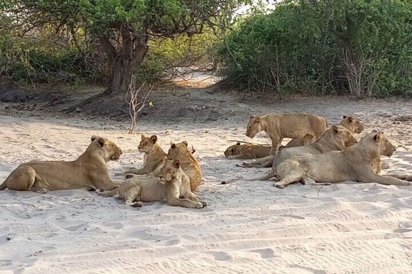 Lion pride relaxing.