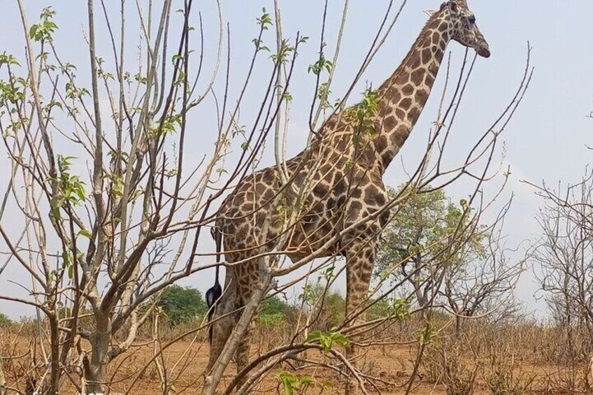 Giraffe camouflage 