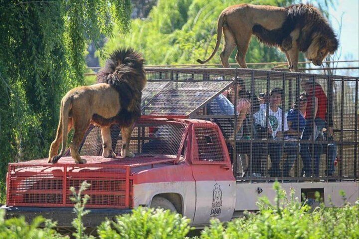 como llegar al safari de rancagua desde santiago