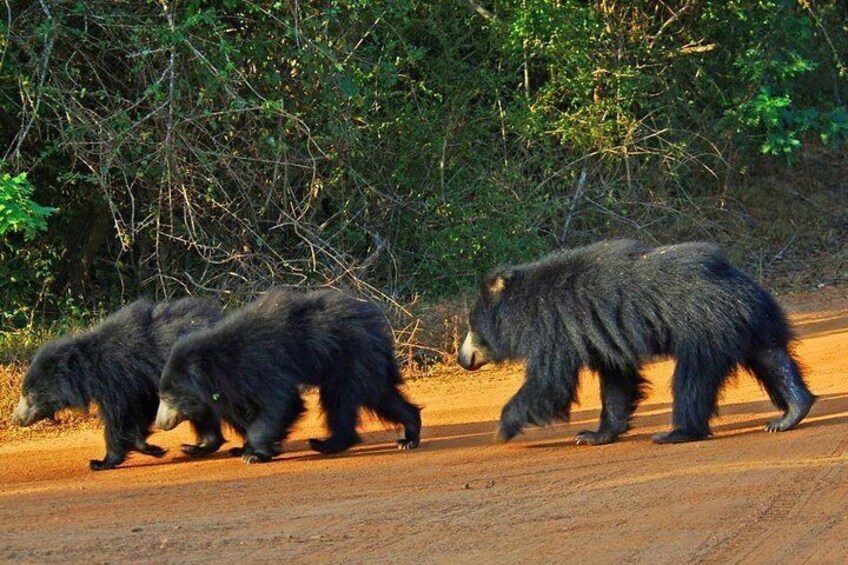 Sloth bears crossing when Safari at Yala national park