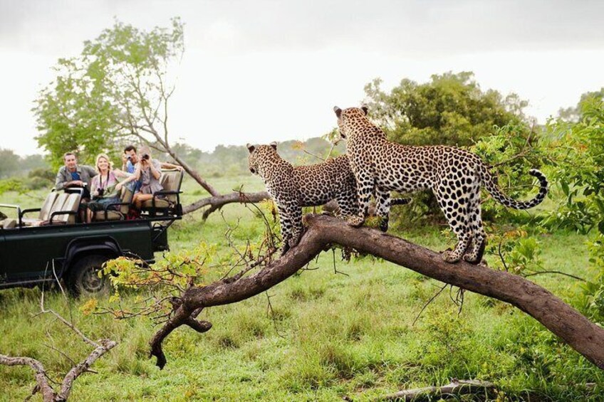 Live wild at yala national park, Sri Lanka