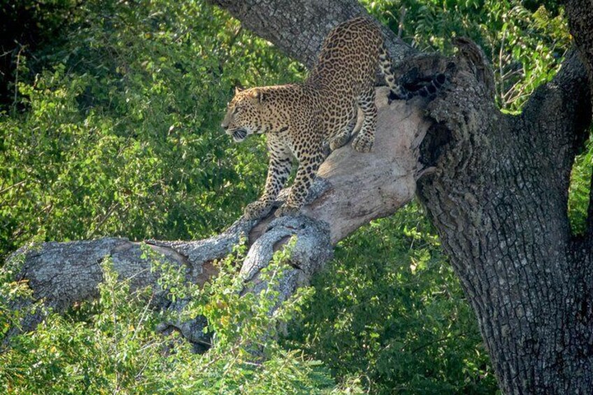 Leopard on the tree at wilpattu national park, Srilanka.