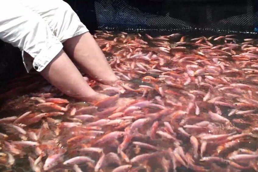 fish massage at madu river balapitiya