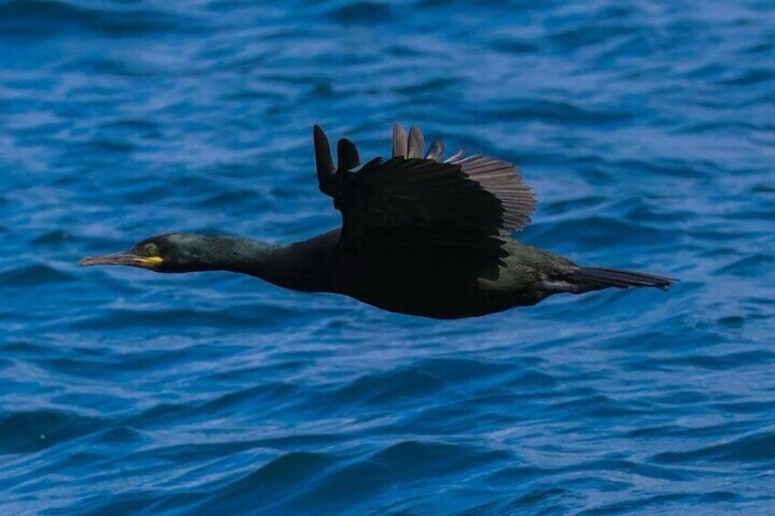 Dingle Boat Tours RIB Adventure Private