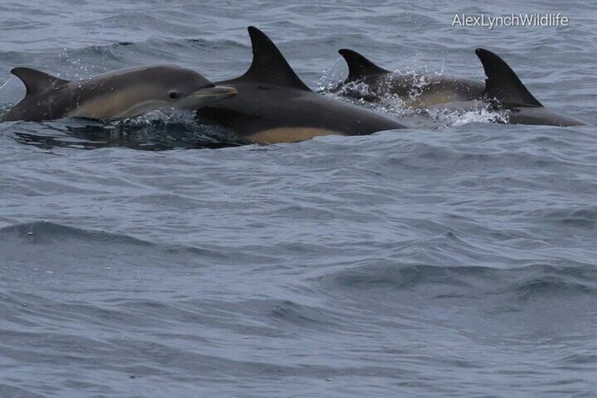 Baby common dolphin with mom.