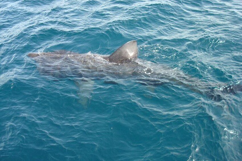 Dingle Boat Tours Wildlife RIB Adventure