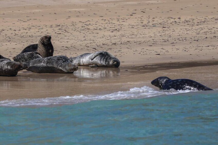 Seals Blasket island 