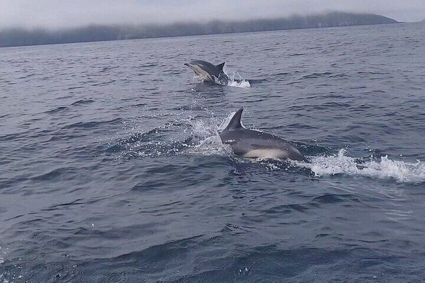 Common dolphins