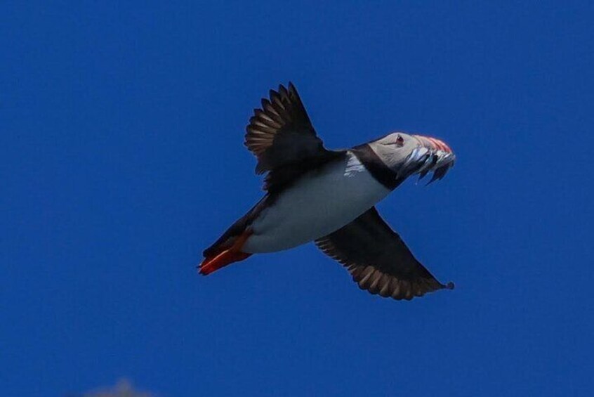 Puffin sand eels