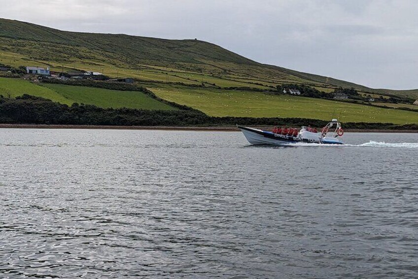 Dingle Boat Tours Wildlife RIB Adventure