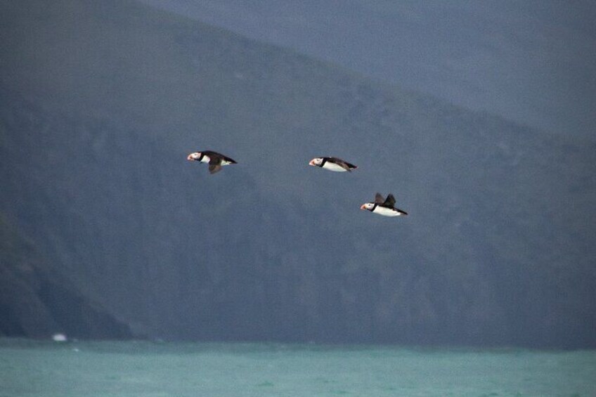 Dingle Boat Tours Wildlife RIB Adventure