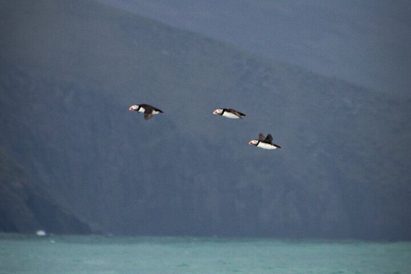 Dingle Boat Tours Wildlife RIB Adventure