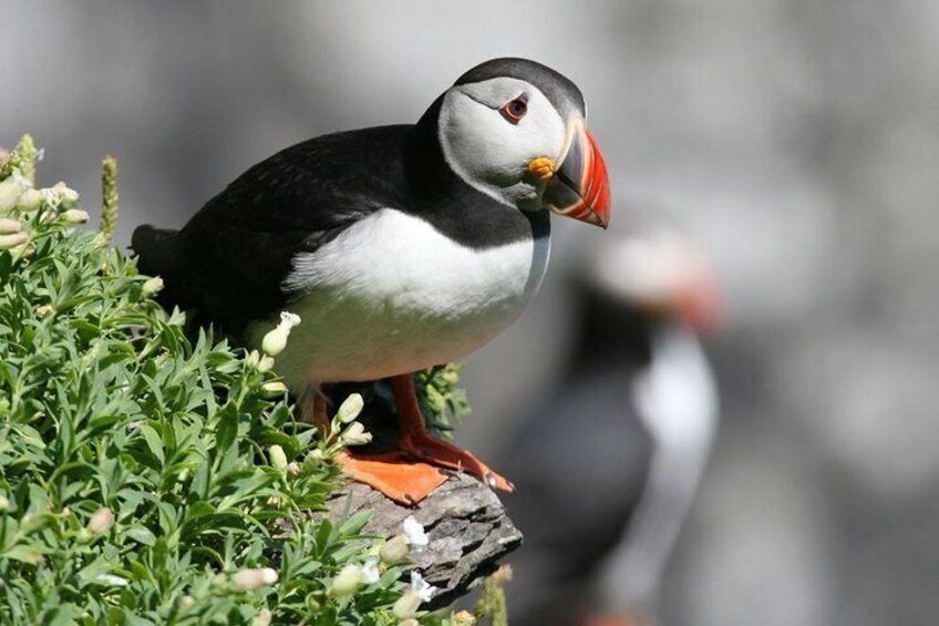 Blasket Islands SeaLife RIB Tours Shared