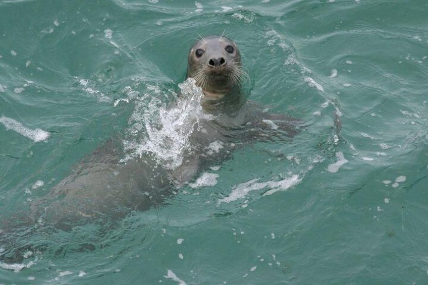 Blasket Islands SeaLife RIB Tours Shared