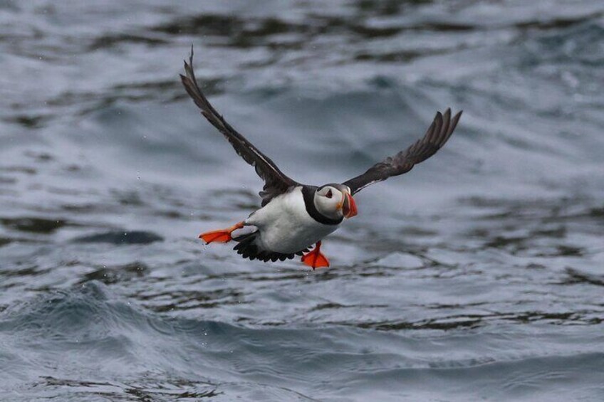 Puffin feet