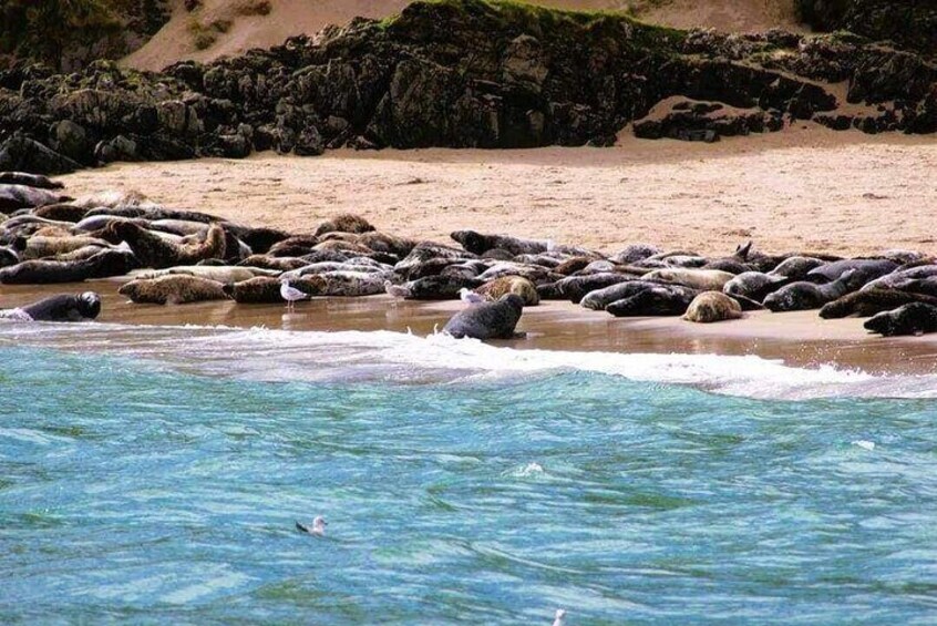 Grey seals on Blasket Island strand.