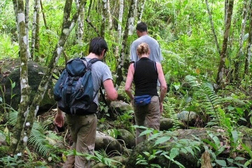 Jungle Trekking Bukit Lawang