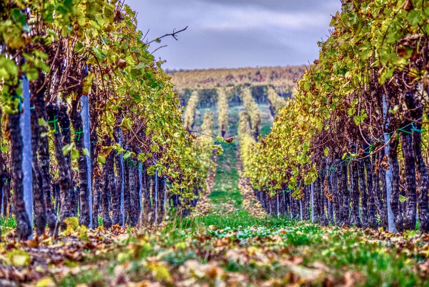 Verona & Amarone Full-Day Tour from Venice with wine tasting