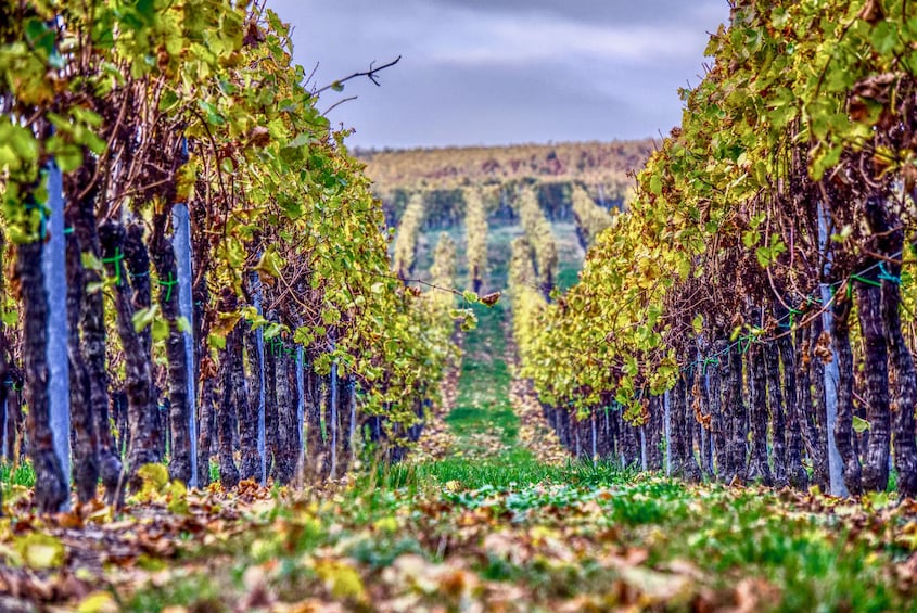 Verona & Amarone Full-Day Tour from Venice with wine tasting