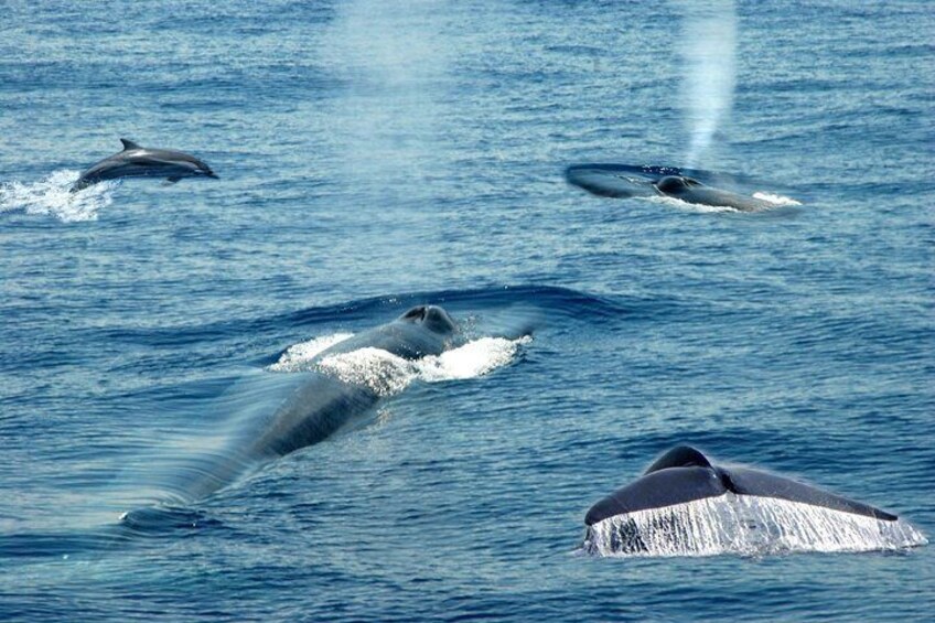 Whales and Dolphins Watching Mirissa