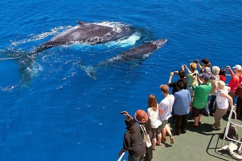 Whales and Dolphins Watching Mirissa