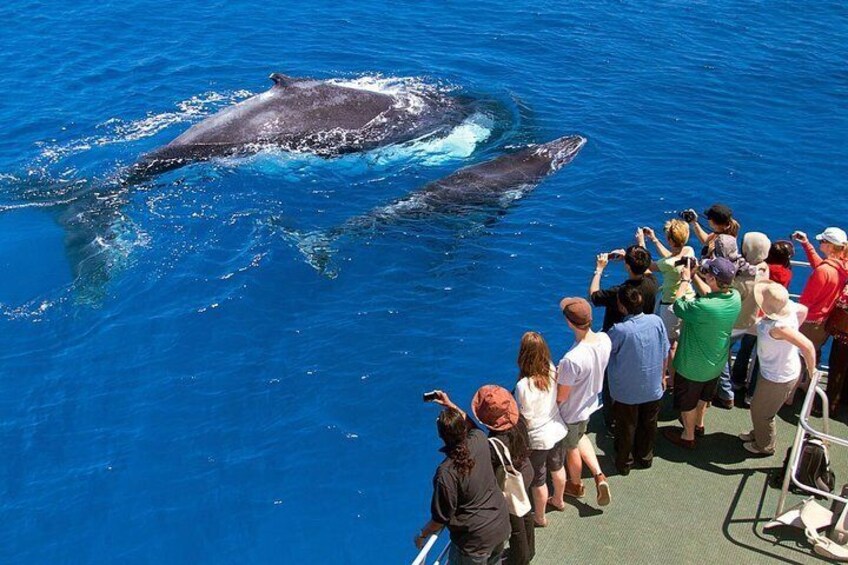 Whales and Dolphins Watching Mirissa