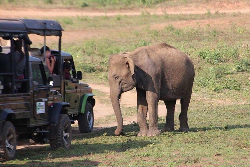 jeep near elephant
