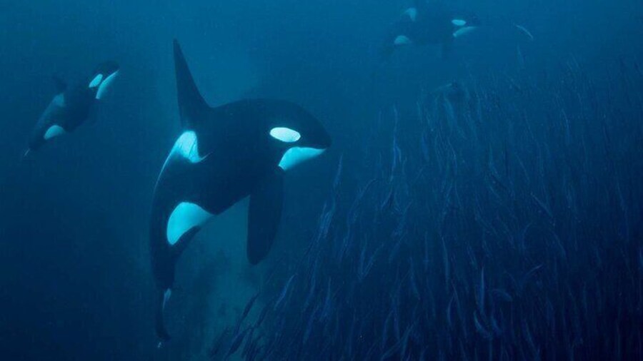 Coordinated orca hunt â natureâs raw power below the surface
