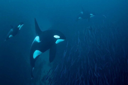 Whale Watching RIB Experience (With Transfer Tromso-Skjervoy)