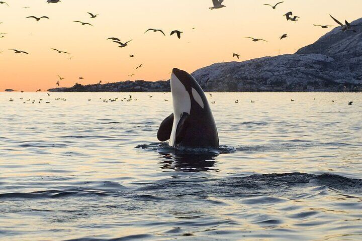 Golden-hour encounter with a wild orca surfacing in Arctic waters – pure whale watching magic from Tromso