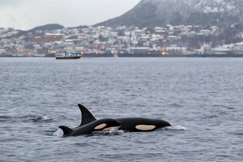 Whale Watching Rib Tour