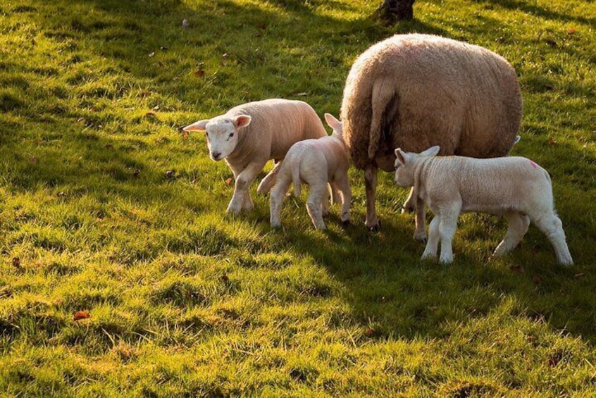 sheep lambs