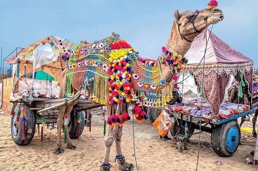 Camel in Pushkar 