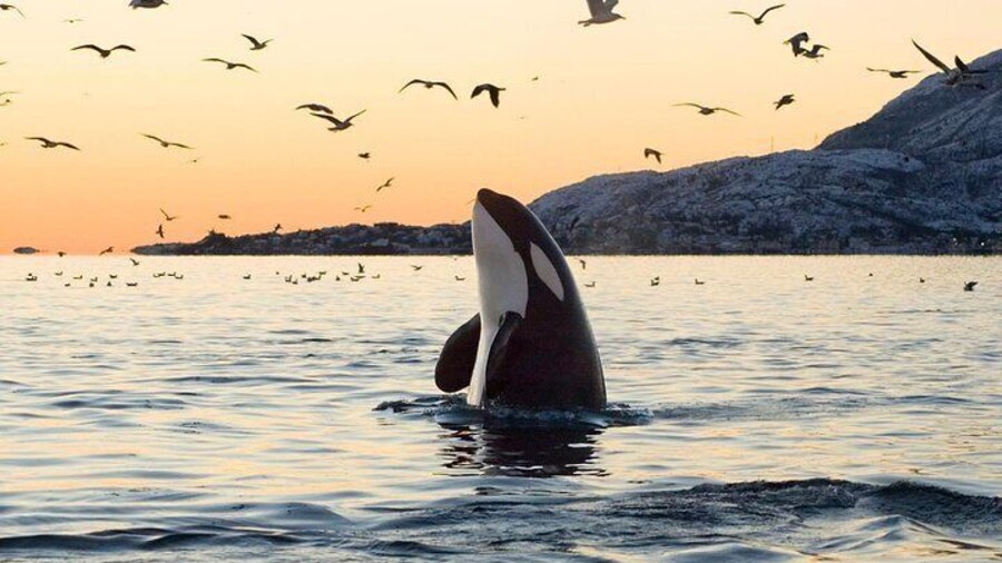 Orca spy-hopping