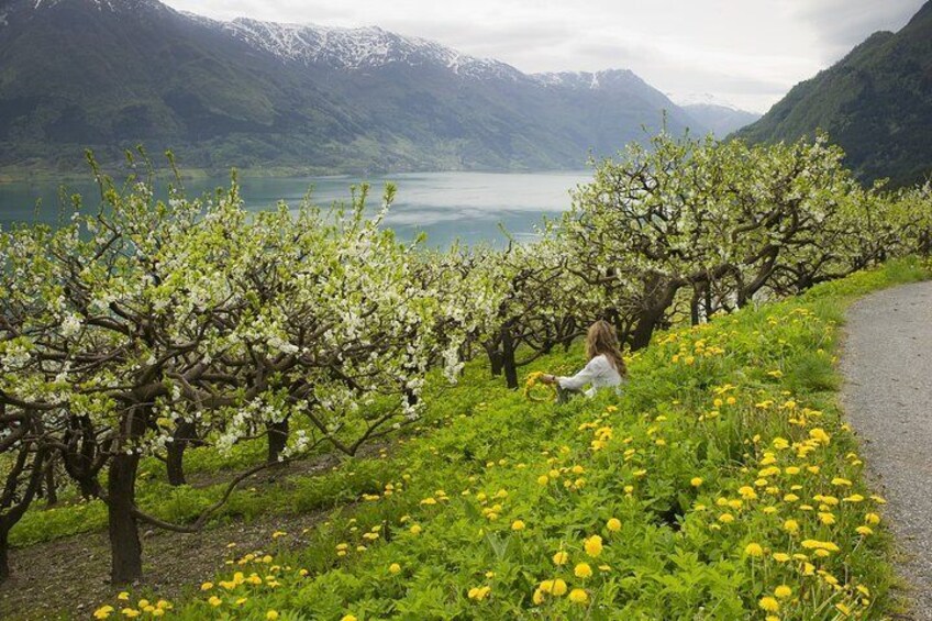 Private Day Trip to Folgefonna Glacier from Bergen