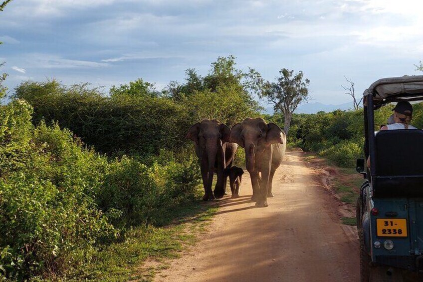 All Inclusive Udawalawe National Park Safari Day Tour from Colombo and Negombo