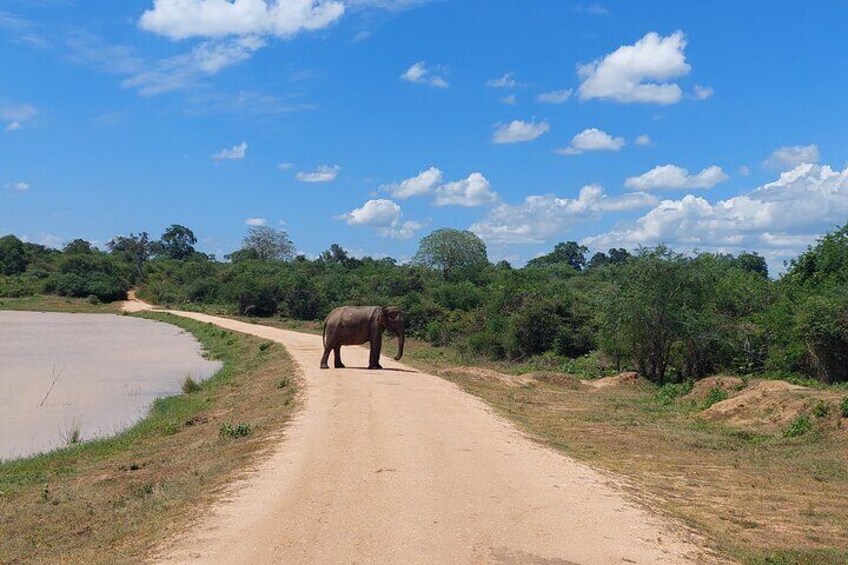 All Inclusive Udawalawe National Park Safari Day Tour from Colombo and Negombo