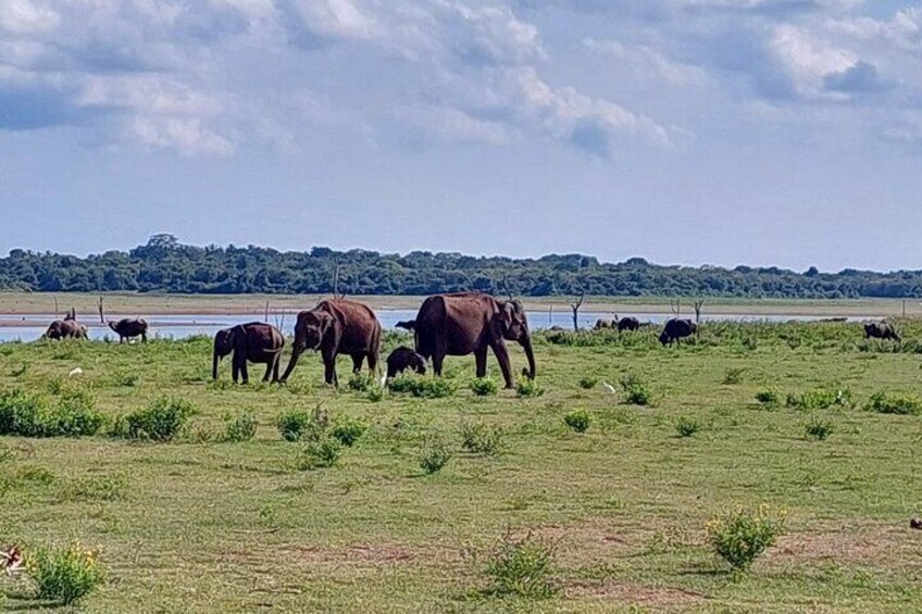 All Inclusive Udawalawe National Park Safari Day Tour from Colombo and Negombo