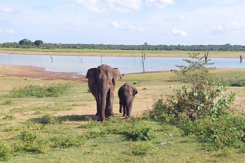 All Inclusive Udawalawe National Park Safari Day Tour from Colombo and Negombo