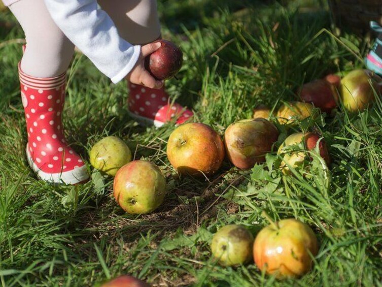 "Basque Cider House" guided tour + meal from San Sebastian