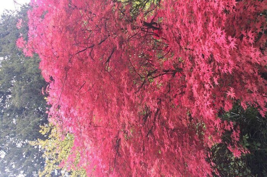 Azaleas at Muckross Gardens, Killarney 