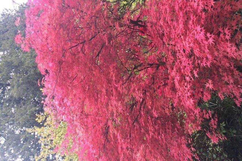 Azaleas at Muckross Gardens, Killarney