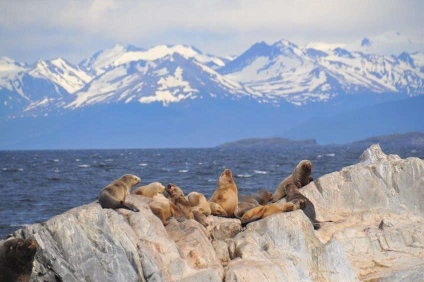 Navigation through the Beagle Channel (Isla de los Lobos, Pajaros, Faro and Trekking