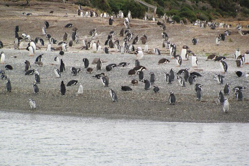 Navigation to the Penguins island