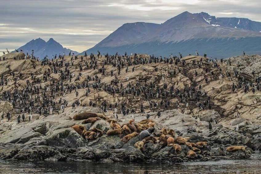 Navigation to the Penguins island - USHUAIA - Beagle Channel