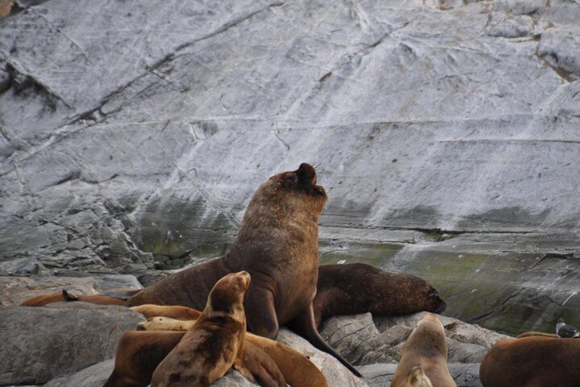 Navigation through the Beagle Channel (Isla de los Lobos, Pajaros, Faro and Trekking