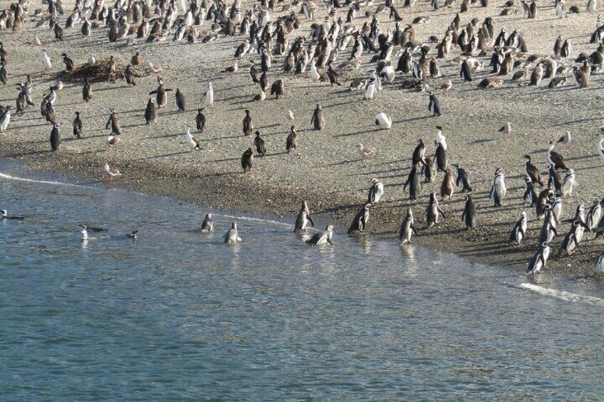 Navigation to the Penguins island - USHUAIA - Beagle Channel