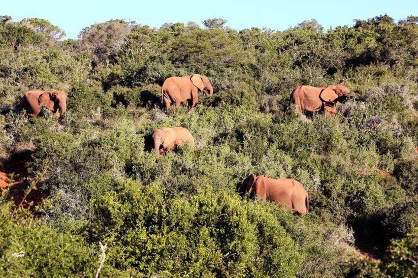 Family herd of elephant in the bush in Addo Elephant National Park 